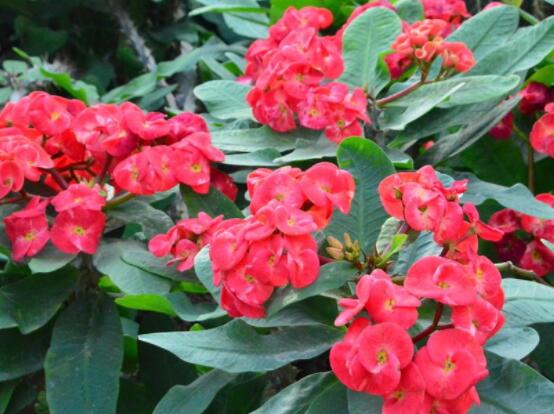 虎刺梅掉葉子怎么辦，四種原因以及解決方法