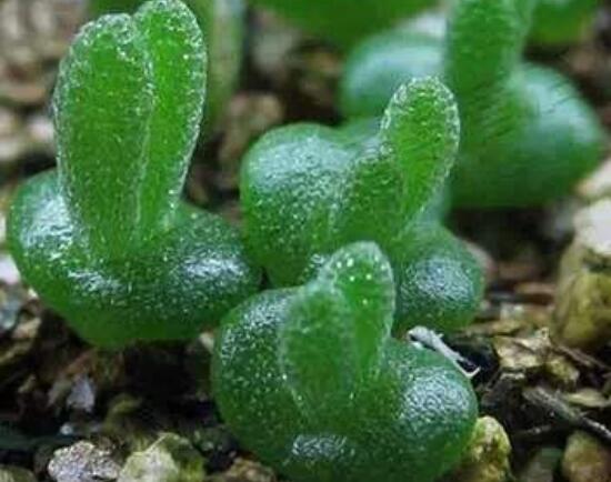 碧光環(huán)種植方法，擇健康種子、保水保肥土壤/淺盆為主