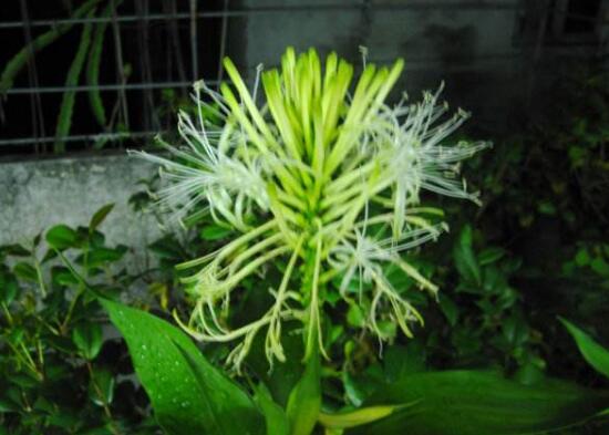 富貴竹會(huì)開(kāi)花嗎，富貴竹開(kāi)花意味著什么