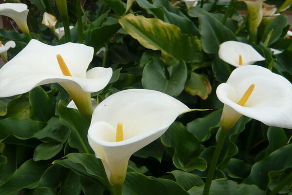 馬蹄蓮葉子發(fā)黃發(fā)軟，發(fā)現(xiàn)問題原因及時補救