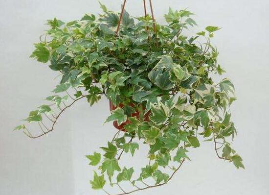 常春藤爛根怎么辦，常春藤爛根的原因及處理方法