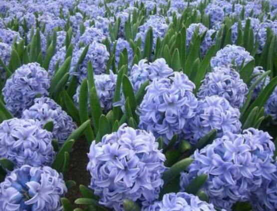 風(fēng)信子花代表什么意思，代表著永遠(yuǎn)的懷念、重生的愛