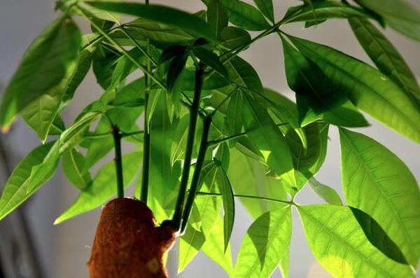 發(fā)財(cái)樹怎么分株，發(fā)財(cái)樹扦插繁殖方法