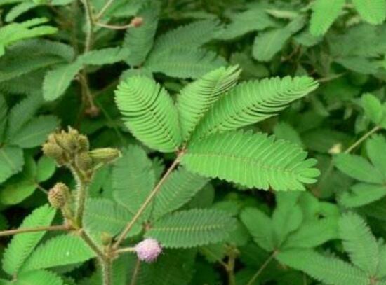 含羞草需要施肥嗎，含羞草怎么施肥