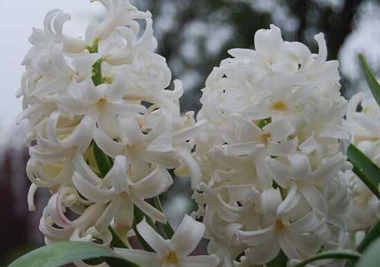 風信子的花期有多長，風信子不開花怎么辦