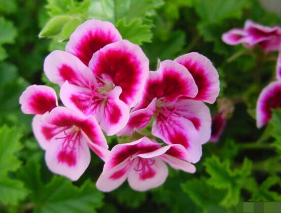 天竺葵的養(yǎng)殖方法，老農(nóng)教你八大基本養(yǎng)殖要點