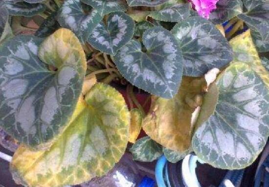 仙客來(lái)葉子黃怎么修剪，仙客來(lái)從哪修剪最好