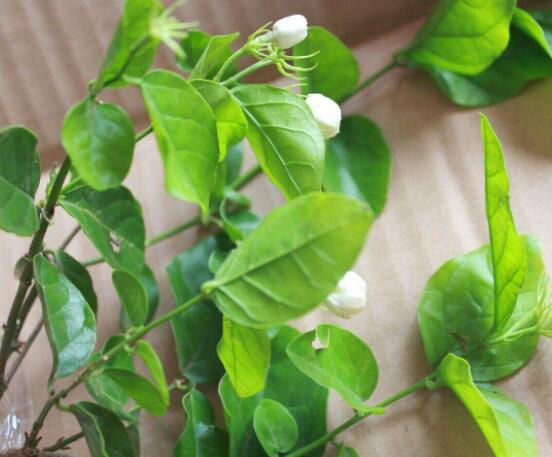 茉莉花種植方法，擇生長(zhǎng)健康當(dāng)年生種子/疏松透氣土壤