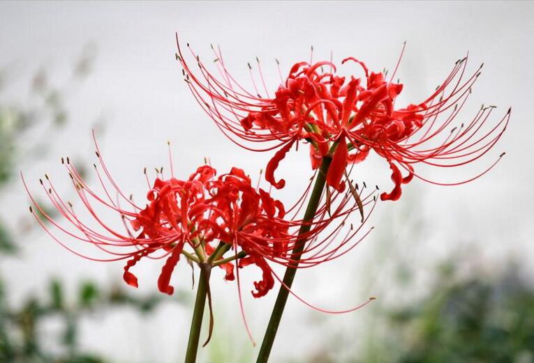 彼岸花花語，在生與死的彼岸盛開