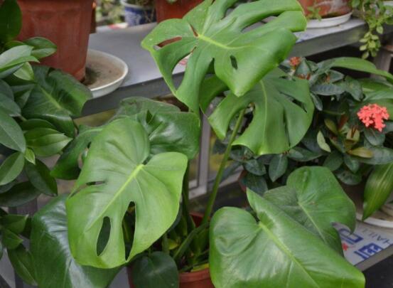 龜背竹去甲醛嗎，凈化甲醛能力值排行首位(吸毒最強(qiáng))