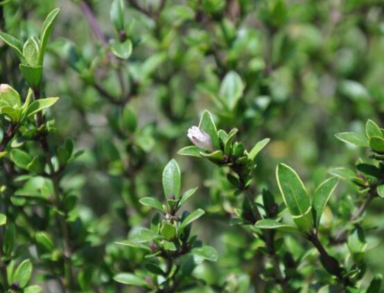 六月雪功效與作用，是一個(gè)不折不扣治療百病藥王