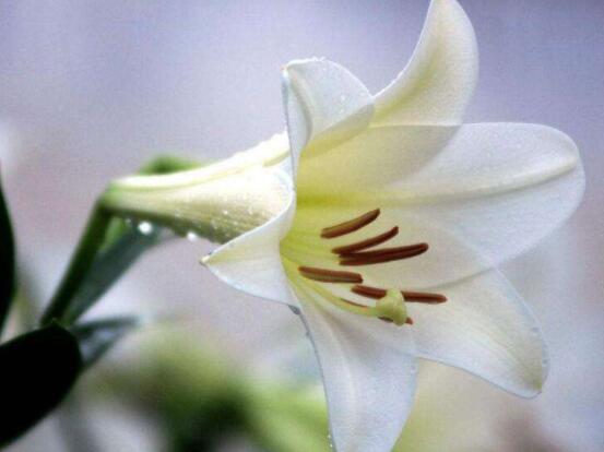 香水百合怎么養(yǎng)，光照充足、溫度合理(土培與水培)