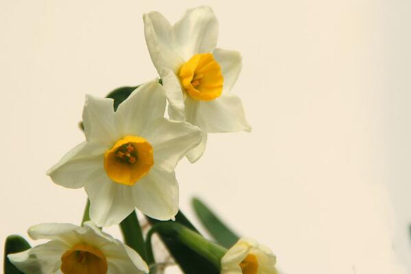 水仙什么時候開花，冬天開花，養(yǎng)護得當(dāng)可延長花期