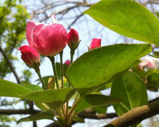 海棠花葉子焦邊的原因，教你最實(shí)用三種原因以及解決方法