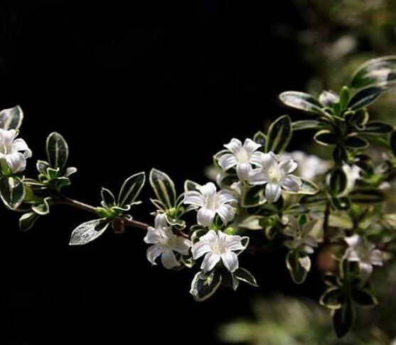 六月雪如何養(yǎng)，老農(nóng)總結(jié)最實用六大基本養(yǎng)殖方法