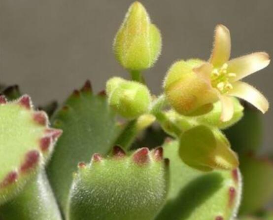 熊童子開花會死嗎，不會/適當遮陰、及時降溫