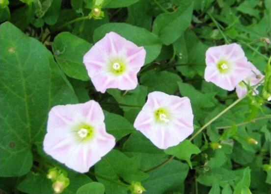 牽?；ǖ脑⒁馐鞘裁?，代表著堅(jiān)固的愛情、渺茫的戀愛