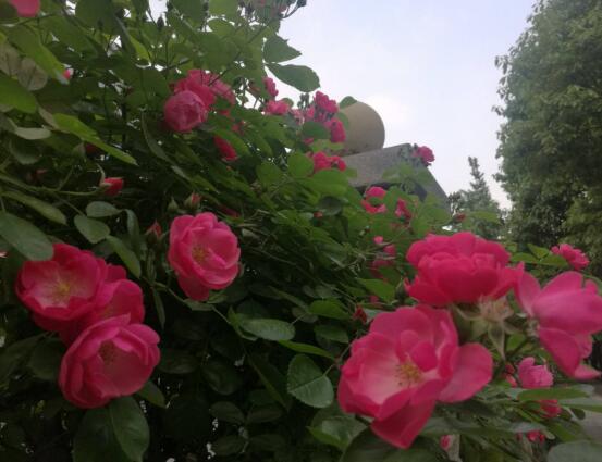 薇花怎么吃，薔薇花五大最常見(jiàn)吃法