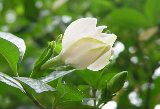 梔子花和茉莉的區(qū)別，教你三種簡(jiǎn)單區(qū)別方法(花期/花葉/果實(shí))