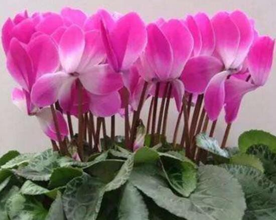 仙客來怎么澆水，仙客來多久澆一次水/三天澆次水