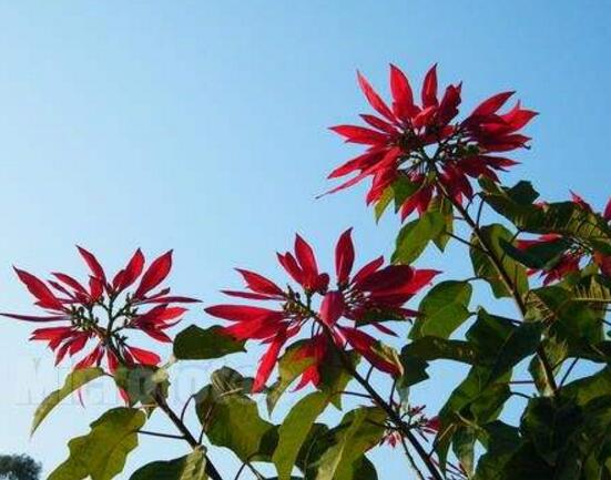 一品紅怎么繁殖，一品紅繁殖方法