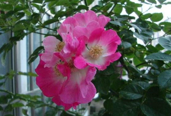 薔薇花盆栽如何養(yǎng)，薔薇花盆栽養(yǎng)殖方法