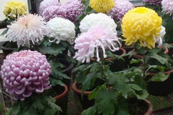 菊花怎么澆水，菊花四季澆水要點以及注意事項