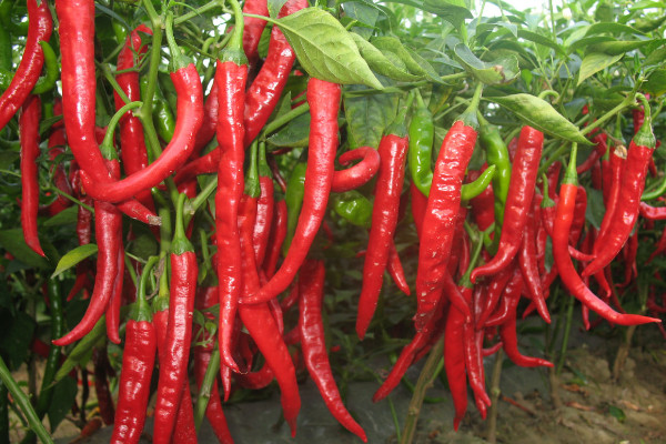 辣椒的生長(zhǎng)周期