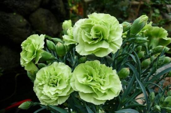 盆栽康乃馨怎么澆水，康乃馨多久澆一次水