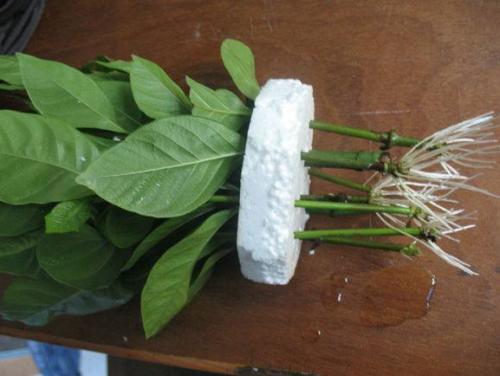 梔子花的繁殖方法，扦插/壓條/分株三種繁殖方法