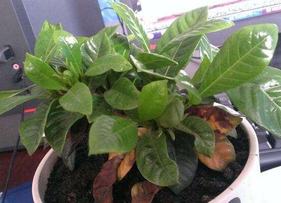 茉莉花葉子發(fā)黃怎么辦，茉莉花葉子發(fā)黃解決辦法