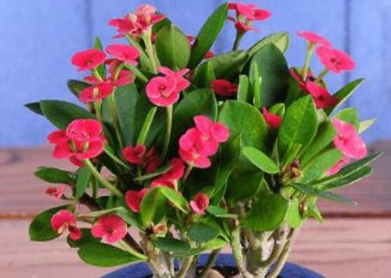 養(yǎng)虎刺梅不吉利嗎，導(dǎo)致全家霉運(yùn)不斷、影響身體健康