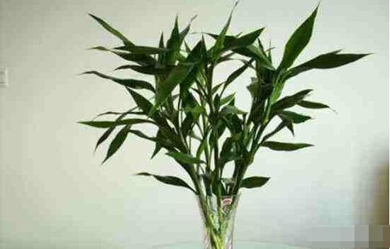 富貴竹應(yīng)該養(yǎng)幾支才合適，盤(pán)點(diǎn)最合適的五種養(yǎng)支數(shù)(1/2/6/8/9)