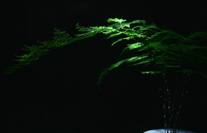 矮文竹怎么澆水，不合理的澆水會(huì)導(dǎo)致根部腐爛