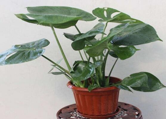 龜背竹滴水是怎么回事，只是一種正常的吐水現(xiàn)象(水分充足)