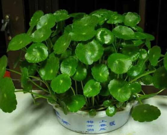 水培銅錢草葉子發(fā)黃怎么辦，四種原因以及解決方法