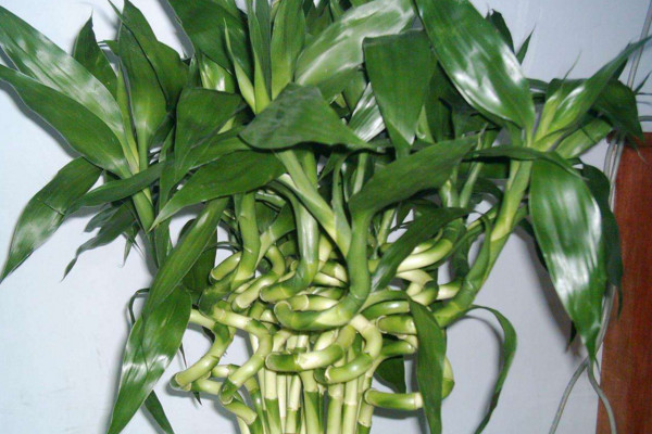 富貴竹葉子蔫了怎么辦，適當(dāng)遮蔽強(qiáng)光或及時(shí)換水