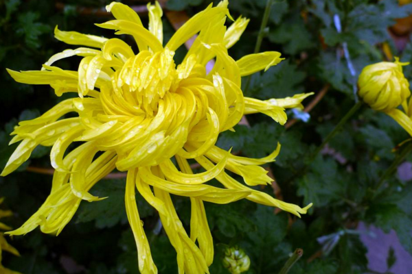 菊花冬天會(huì)凍死嗎