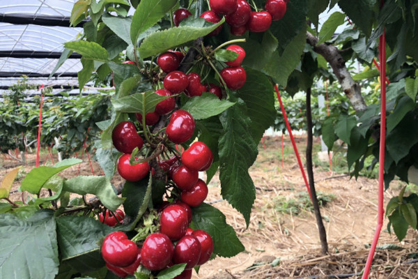 車?yán)遄訕?shù)先開(kāi)花還是先長(zhǎng)葉