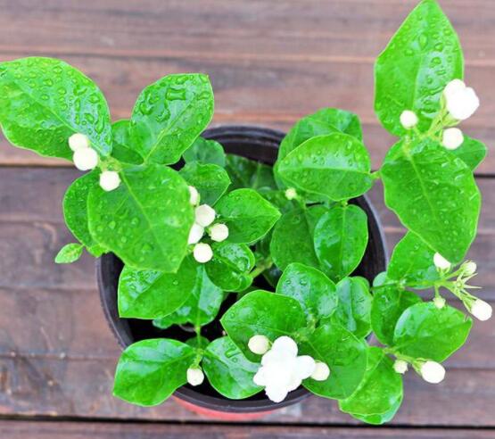 茉莉花種植方法，擇生長(zhǎng)健康當(dāng)年生種子/疏松透氣土壤