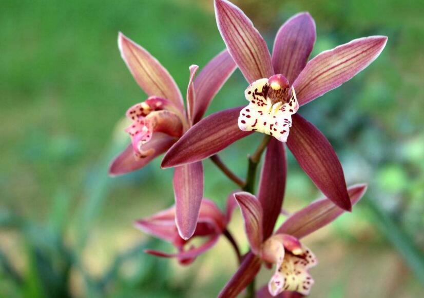 常見蘭花品種圖片名稱，常見的有春蘭、蕙蘭以及建蘭