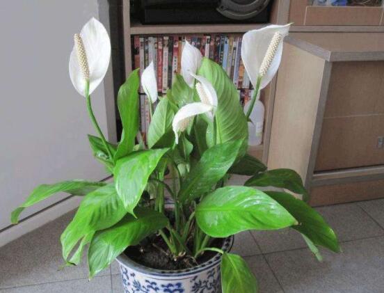 一帆風順土培改水培，做好這六大要點即可快速水培生根