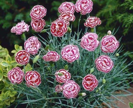 盆栽康乃馨怎么澆水，康乃馨多久澆一次水