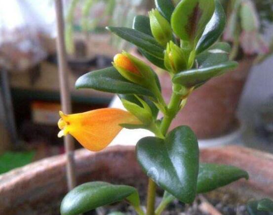 金魚(yú)吊蘭好養(yǎng)嗎，選擇好盆土是關(guān)鍵/施肥澆水光照合適