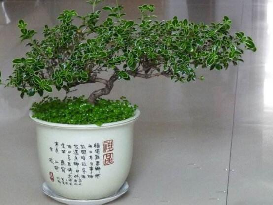 六月雪有毒嗎，六月雪可以養(yǎng)殖在室內(nèi)嗎