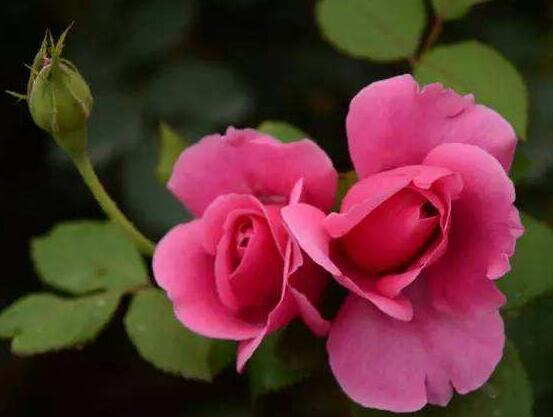 月季花的資料，享譽(yù)中國(guó)的花中皇后