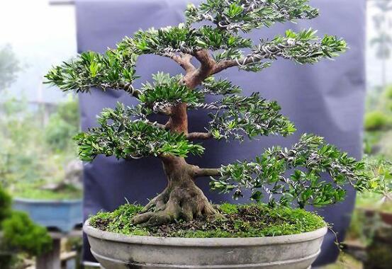 羅漢松施什么肥好，羅漢松施餅肥、糞肥最好