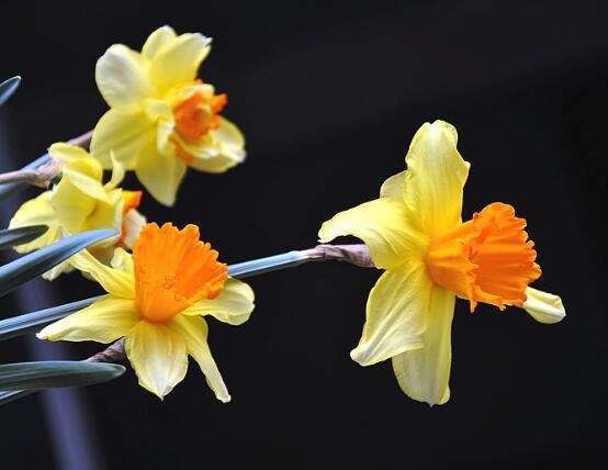 洋水仙有哪些品種，盤點(diǎn)五大最好看的品種