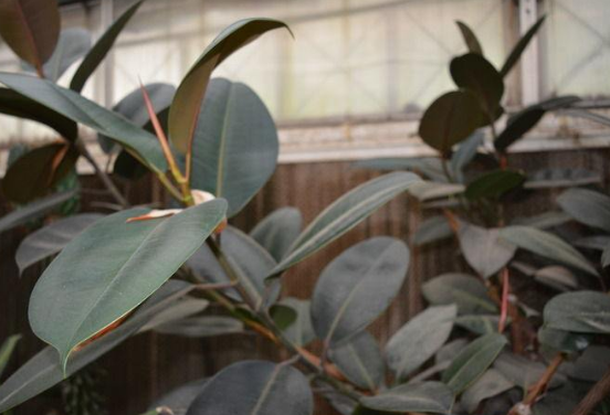 橡皮樹放在哪里旺風水，盤點四個最佳位置(客廳/書房/陽臺/玄關)