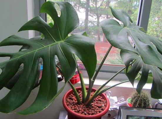 龜背竹的養(yǎng)殖方法和注意事項，老農(nóng)教你八大簡單易學養(yǎng)殖方法